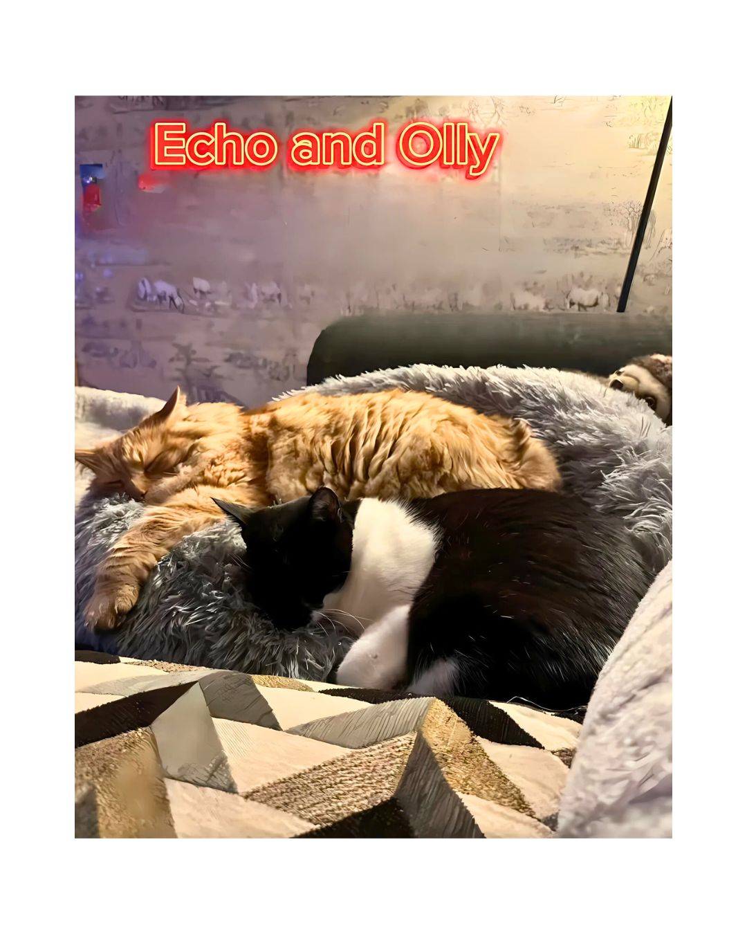 Echo and Olly - Leanne's cats