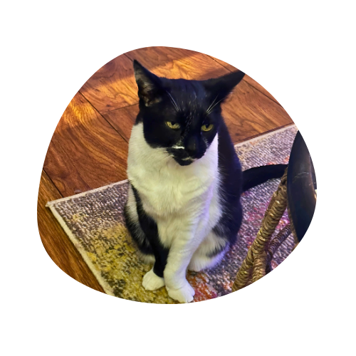 Echo - Leanne's cat