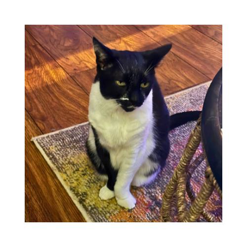 Echo - Tuxedo rescue cat who teaches presence and unconditional love