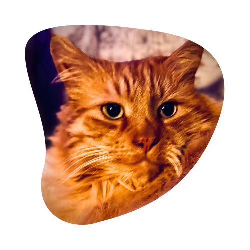 Olly - Leanne's cat