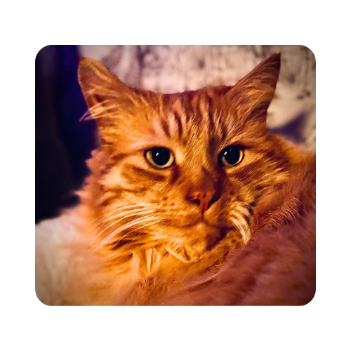Olly - Orange tabby rescue cat who embodies playfulness and joy